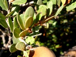 Ancylobotrys capensis fruit